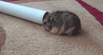 funny-gif-hamster-fat-roll-paper