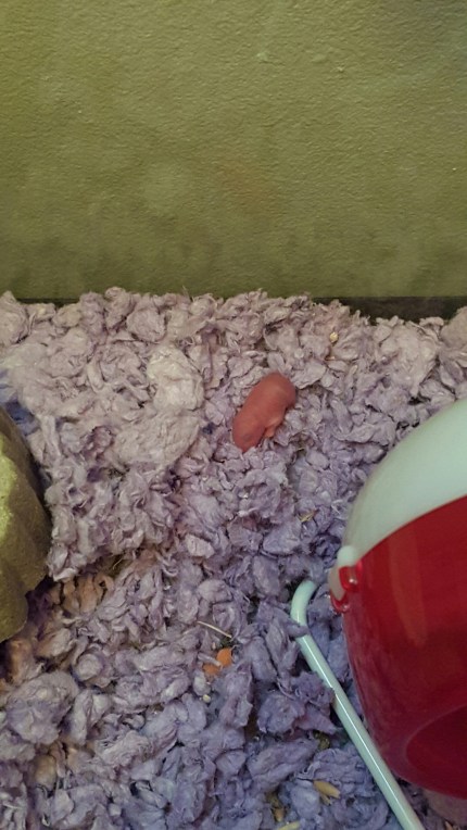 wp-1437222936290 image